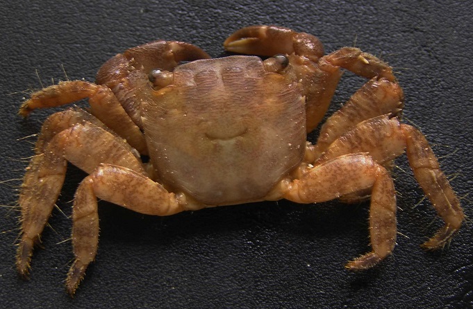 re- crab